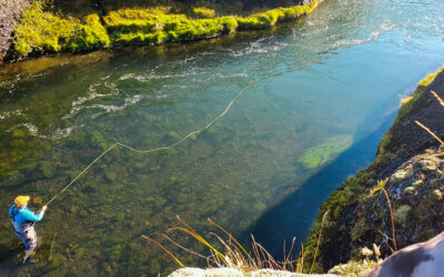 The Comeback of Mýrarkvísl: How Habitat Work and Catch & Release Revived an Atlantic Salmon River