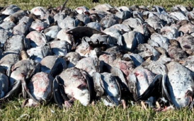 Pink-footed Goose Hunting