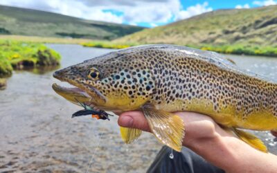 Best flies for Reykjadalsá – trout and salmon