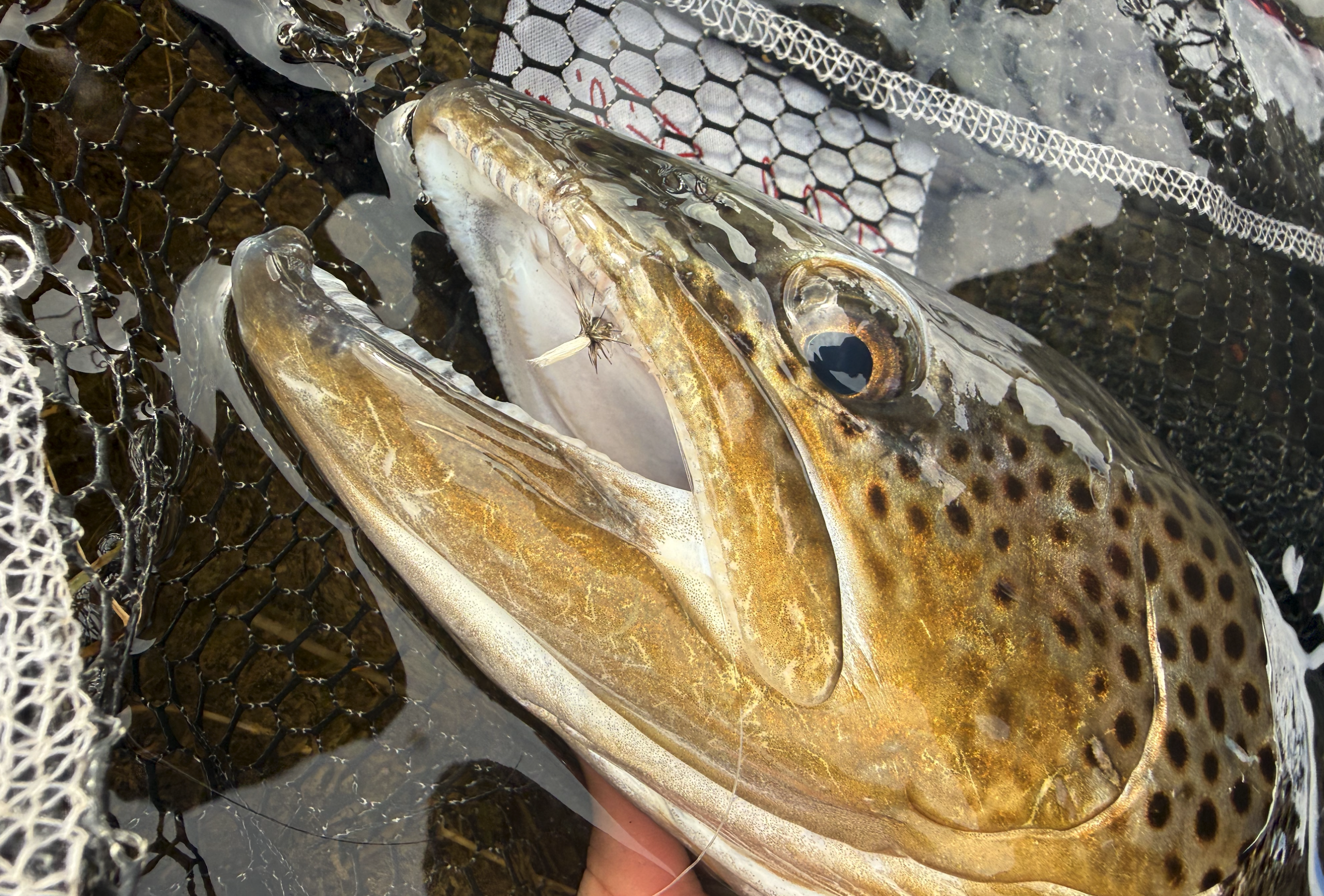 a big brown trout with a caddis dry fly in its mouth